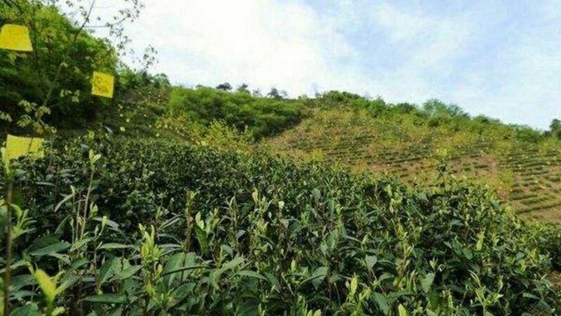 农民专业合作社：如何构建高效运营模式