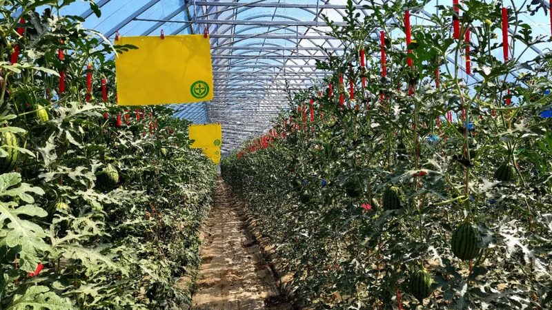 山东农产品批发基地：联系渠道与选择要点