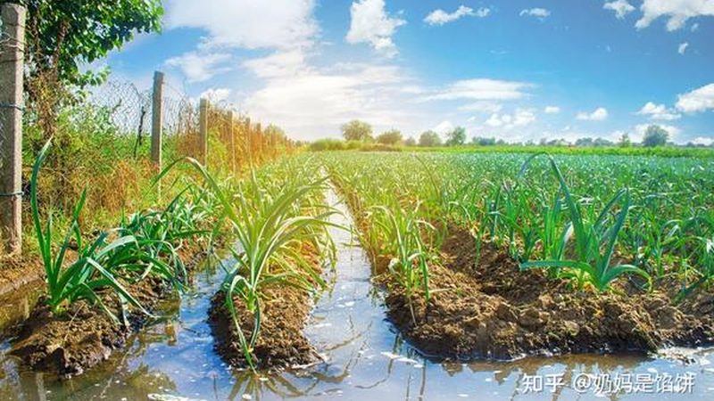 绿色食品认证：如何选择靠谱的代理机构