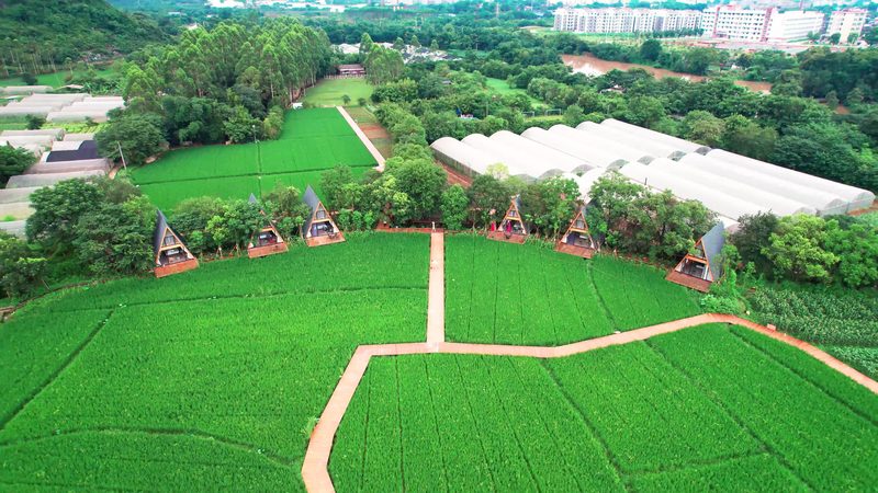 农业合作社如何助力农户风险防控**
