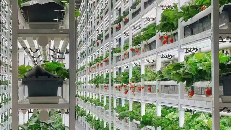 有机蔬菜加盟十大品牌推荐